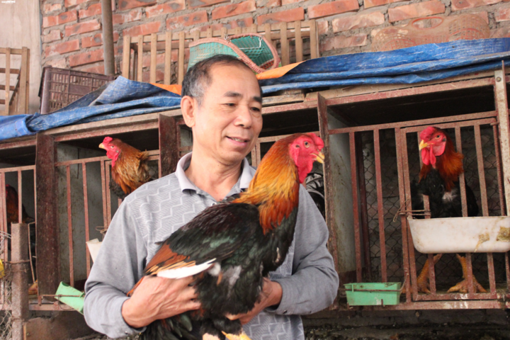Hơn nửa triệu đồng/kg, đặc sản gà Hồ 'tiến vua' không đủ hàng bán Tết - 2