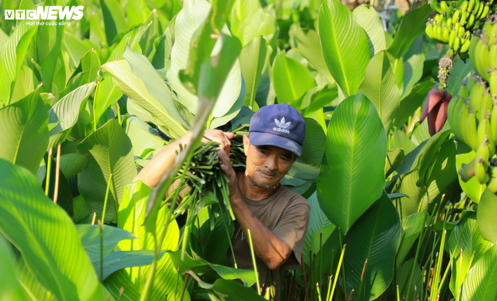 Ảnh: Lá dong Tràng Cát xuất ngoại cho Việt kiều gói bánh chưng đón Tết - 2