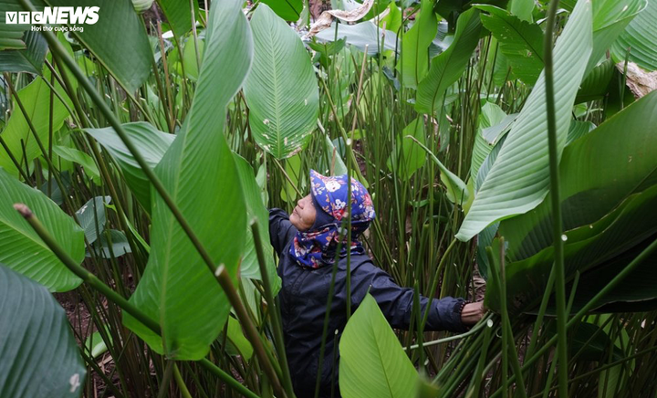 Ảnh: Lá dong Tràng Cát xuất ngoại cho Việt kiều gói bánh chưng đón Tết - 1