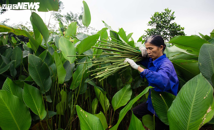 Ảnh: Lá dong Tràng Cát xuất ngoại cho Việt kiều gói bánh chưng đón Tết - 6