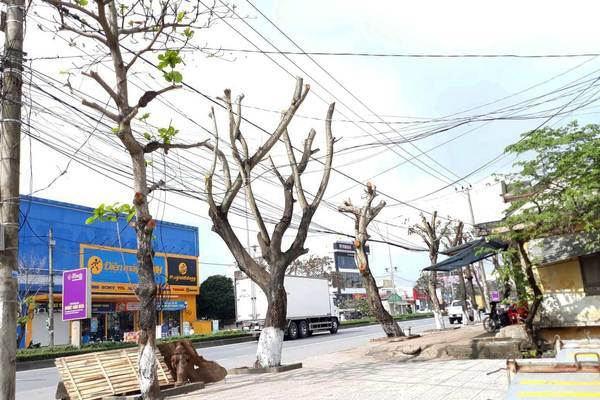 Hàng loạt cây xanh trên đường phố Quảng Trị bị chặt tỉa trơ trụi ngày giáp Tết Nguyên đán - 3