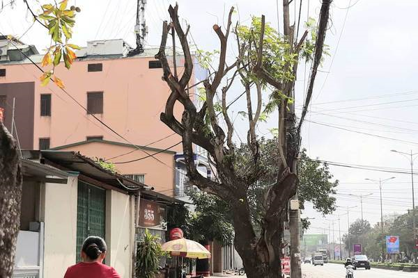 Hàng loạt cây xanh trên đường phố Quảng Trị bị chặt tỉa trơ trụi ngày giáp Tết Nguyên đán - 4