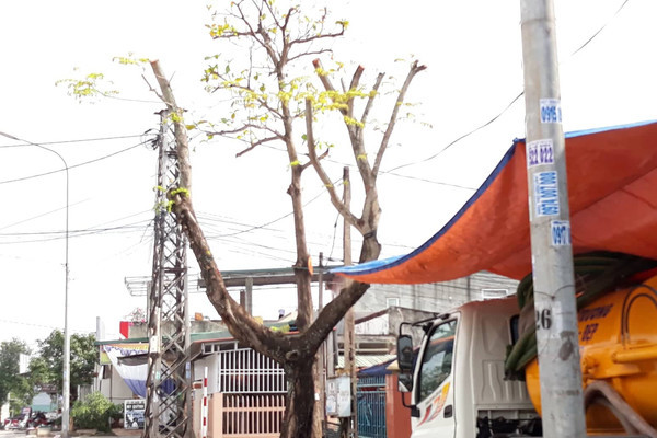 Hàng loạt cây xanh trên đường phố Quảng Trị bị chặt tỉa trơ trụi ngày giáp Tết Nguyên đán - 5