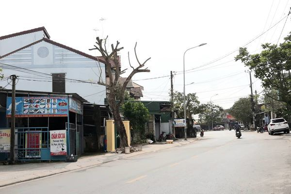 Hàng loạt cây xanh trên đường phố Quảng Trị bị chặt tỉa trơ trụi ngày giáp Tết Nguyên đán - 6