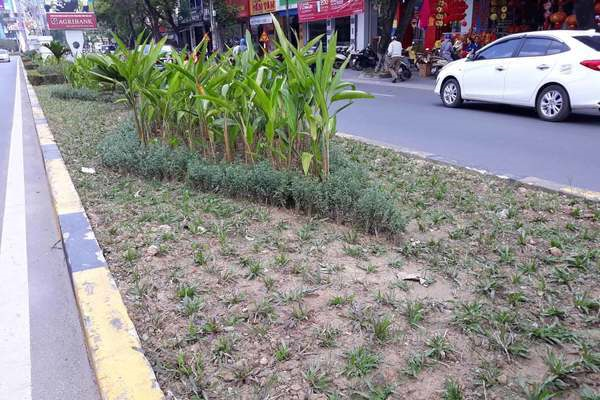 Hàng loạt cây xanh trên đường phố Quảng Trị bị chặt tỉa trơ trụi ngày giáp Tết Nguyên đán - 7