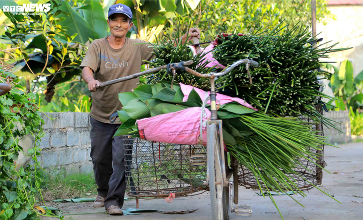 Ảnh: Lá dong Tràng Cát xuất ngoại cho Việt kiều gói bánh chưng đón Tết - 4
