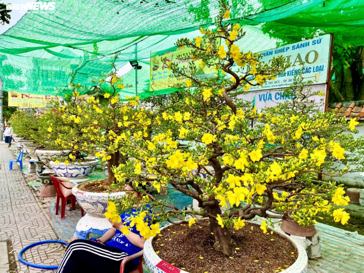 Hoa Tết ồ ạt xuống phố, TP.HCM rực rỡ sắc màu ngày cuối năm - 6
