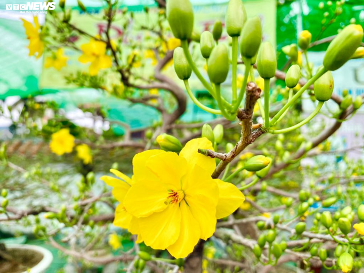 Hoa Tết ồ ạt xuống phố, TP.HCM rực rỡ sắc màu ngày cuối năm - 7