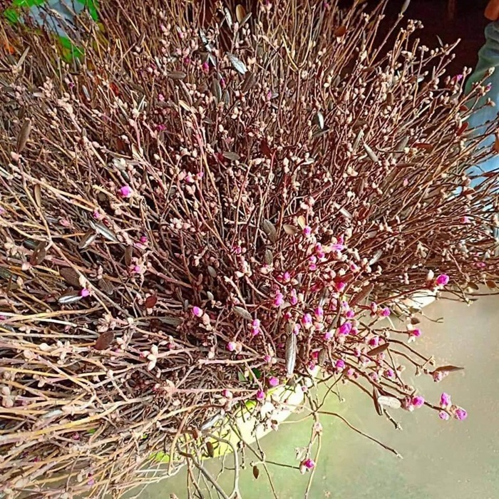 4 loại hoa nhập khẩu giá 'bèo' gây sốt thị trường Tết 2020 - 4