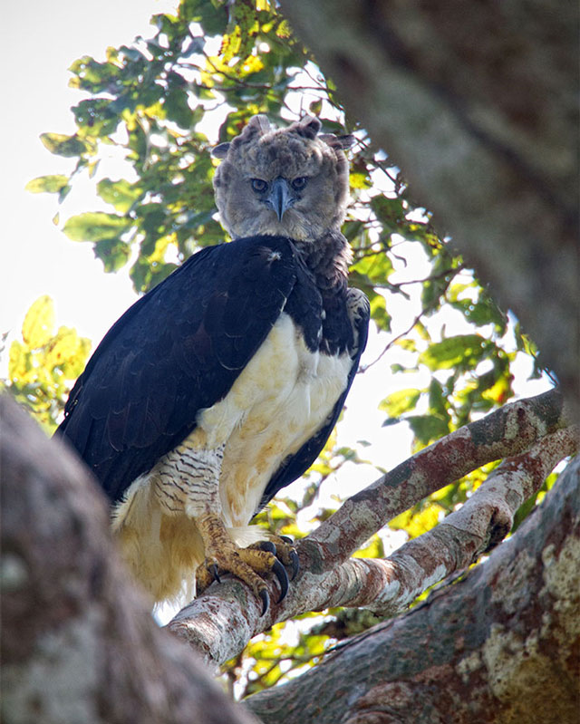 Đại bàng Harpy – loài chim săn mồi lớn nhất thế giới - 9