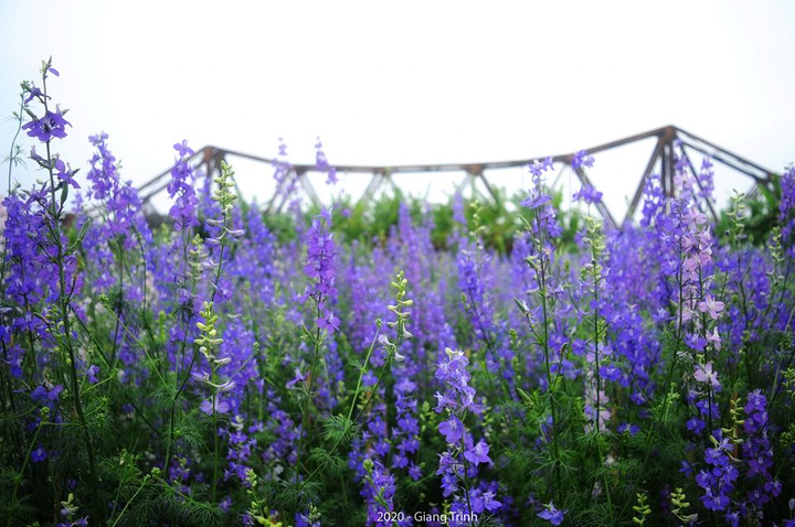 Ảnh: Hoa Tết truyền thống Hà Nội rực rỡ khoe sắc đón xuân - 3