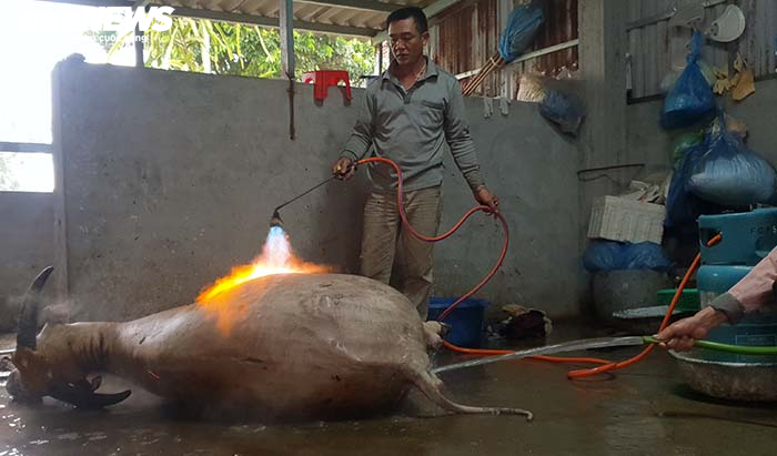 Ảnh: Về quê xem dân Hải Phòng ‘đụng’ trâu ăn Tết - 2