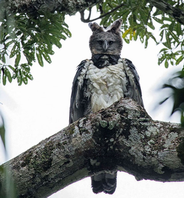 Đại bàng Harpy – loài chim săn mồi lớn nhất thế giới - 3