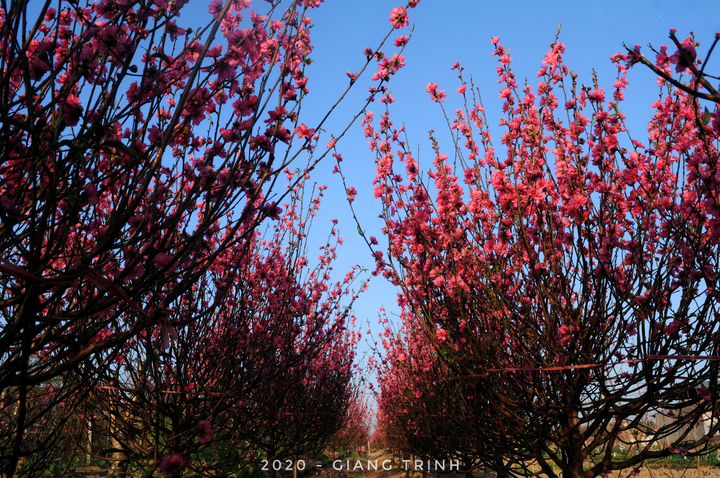 Ảnh: Hoa Tết truyền thống Hà Nội rực rỡ khoe sắc đón xuân - 5