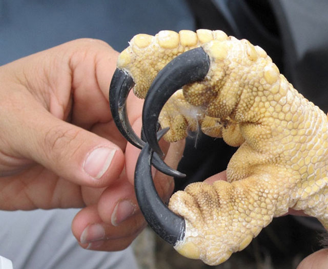 Đại bàng Harpy – loài chim săn mồi lớn nhất thế giới - 4