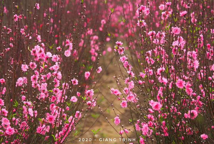 Ảnh: Hoa Tết truyền thống Hà Nội rực rỡ khoe sắc đón xuân - 6