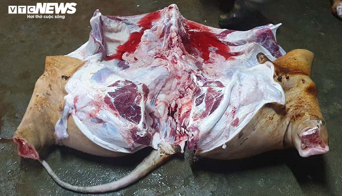 Ảnh: Về quê xem dân Hải Phòng ‘đụng’ trâu ăn Tết - 6