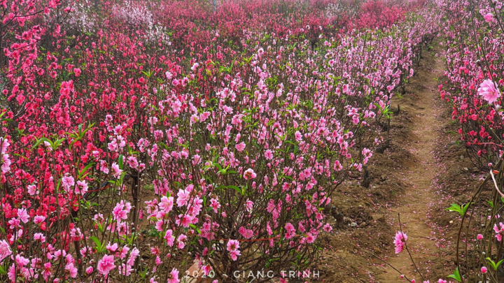 Ảnh: Hoa Tết truyền thống Hà Nội rực rỡ khoe sắc đón xuân - 7