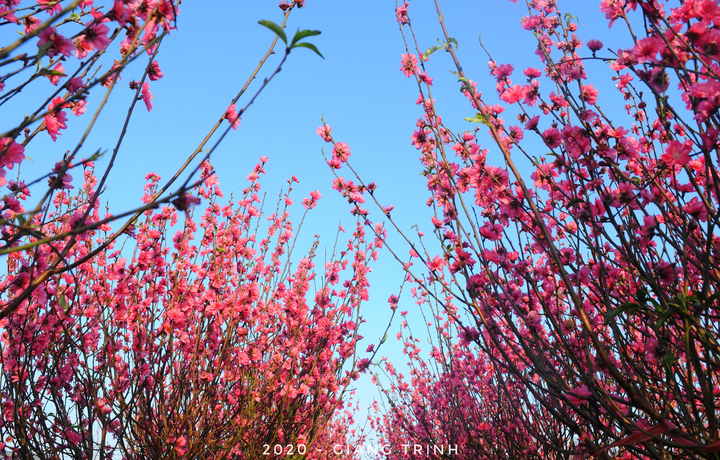 Ảnh: Hoa Tết truyền thống Hà Nội rực rỡ khoe sắc đón xuân - 8