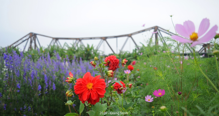 Ảnh: Hoa Tết truyền thống Hà Nội rực rỡ khoe sắc đón xuân - 4