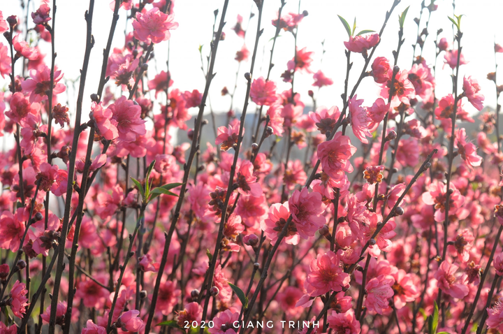 Ảnh: Hoa Tết truyền thống Hà Nội rực rỡ khoe sắc đón xuân - 9