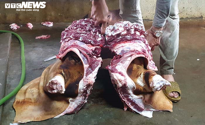 Ảnh: Về quê xem dân Hải Phòng ‘đụng’ trâu ăn Tết - 9