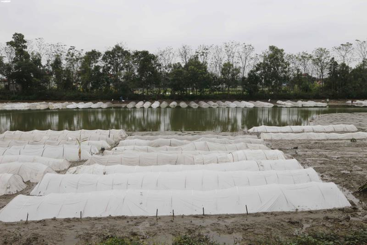 Người dân Đồng Tâm trưng đào, quất hối hả chuẩn bị đón Tết - 13