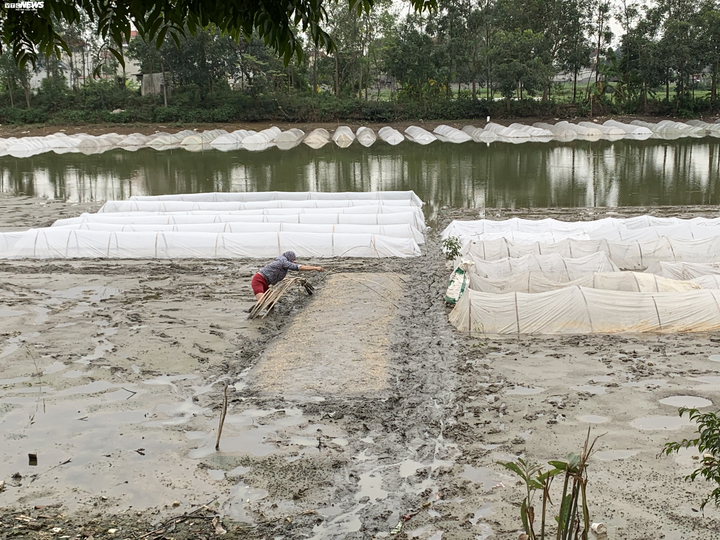 Người dân Đồng Tâm trưng đào, quất hối hả chuẩn bị đón Tết - 14