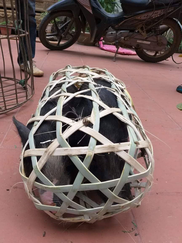 Giá lợn tăng cao vì dịch tả, dân chuyển sang 'đụng bò' ăn Tết - 1