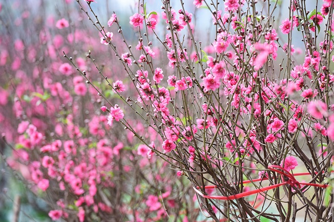 Bí quyết chọn đào 'bách trúng' cho dịp Tết Nguyên đán 2020 - 1