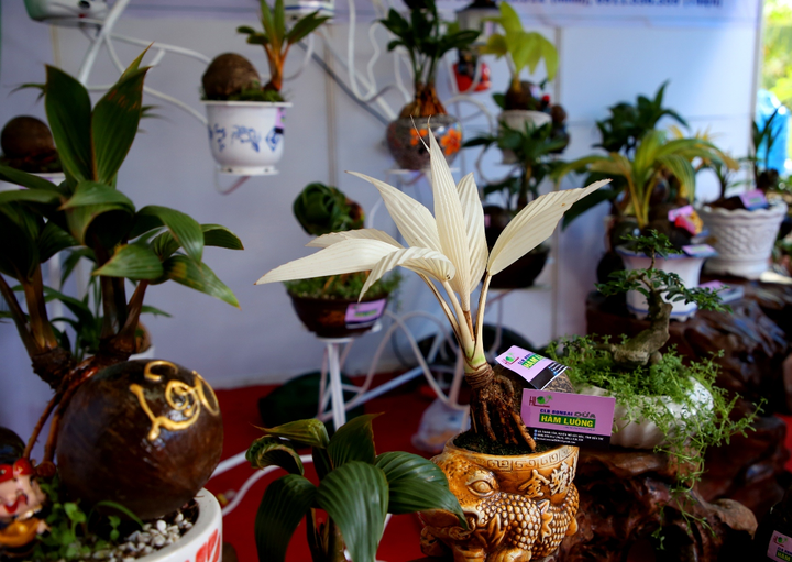Xuân Canh Tý, ngắm bonsai dừa hình chuột, dừa đột biến gen ngộ nghĩnh - 4