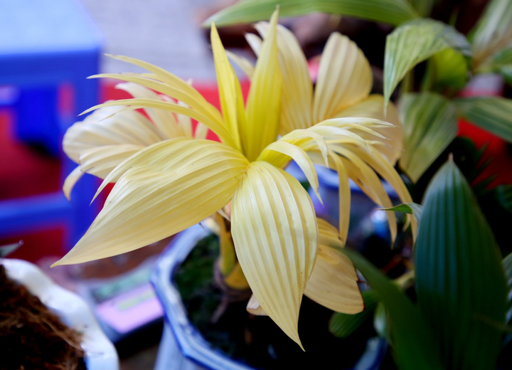 Xuân Canh Tý, ngắm bonsai dừa hình chuột, dừa đột biến gen ngộ nghĩnh - 6