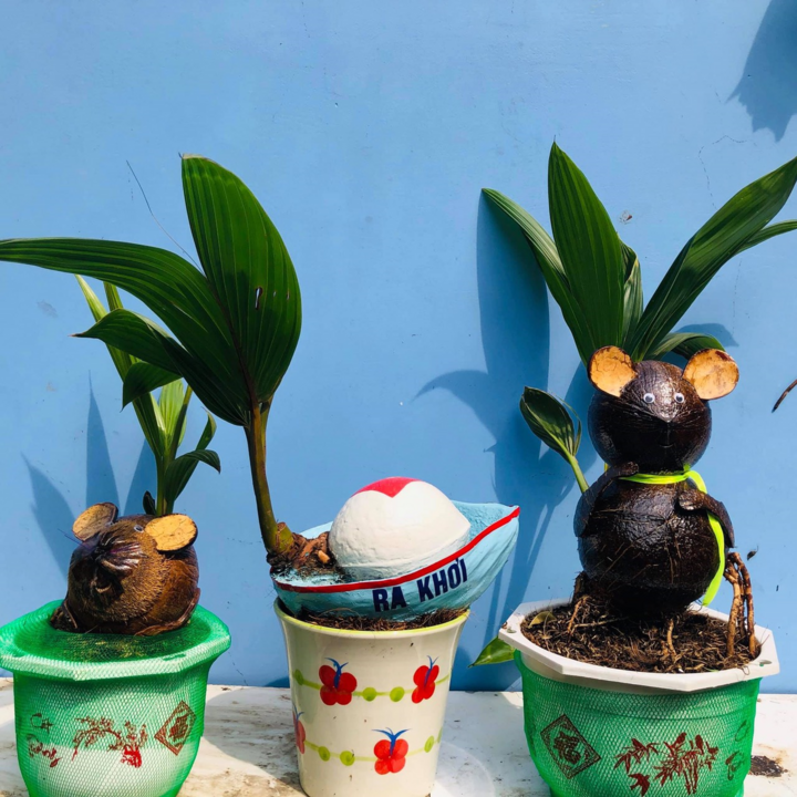 Xuân Canh Tý, ngắm bonsai dừa hình chuột, dừa đột biến gen ngộ nghĩnh - 1