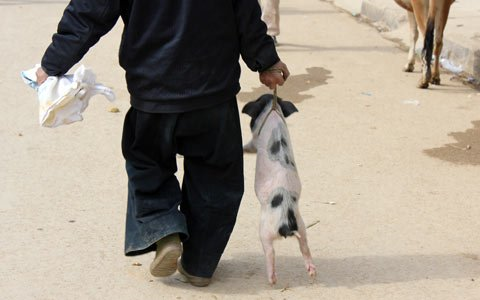 Thịt đắt, bố đẻ xách cả con lợn cắp nách lên thành phố biếu thông gia - 1