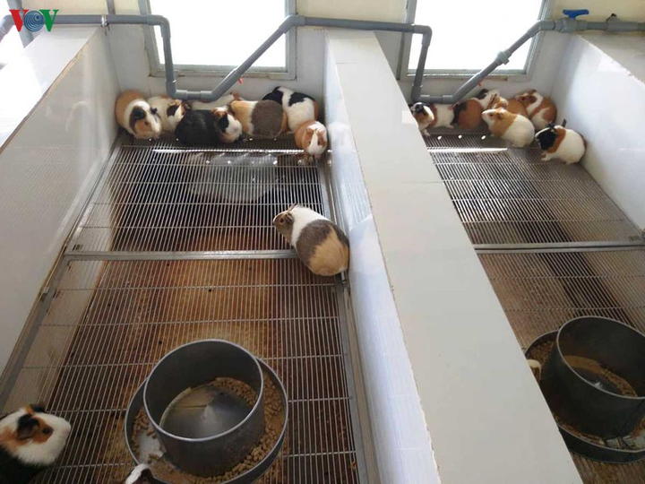 Trại chăn nuôi hàng vạn con chuột, thực hiện sứ mệnh chữa bệnh cứu người - 2