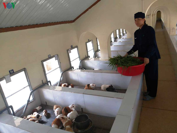 Trại chăn nuôi hàng vạn con chuột, thực hiện sứ mệnh chữa bệnh cứu người - 4
