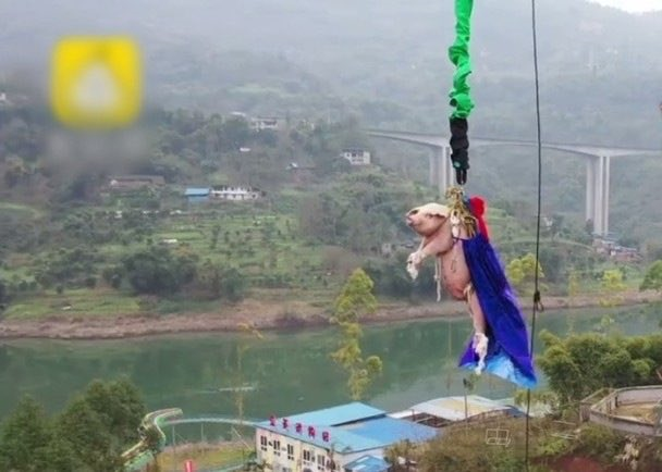 Công viên gây phẫn nộ khi để lợn nhảy bungee - 1