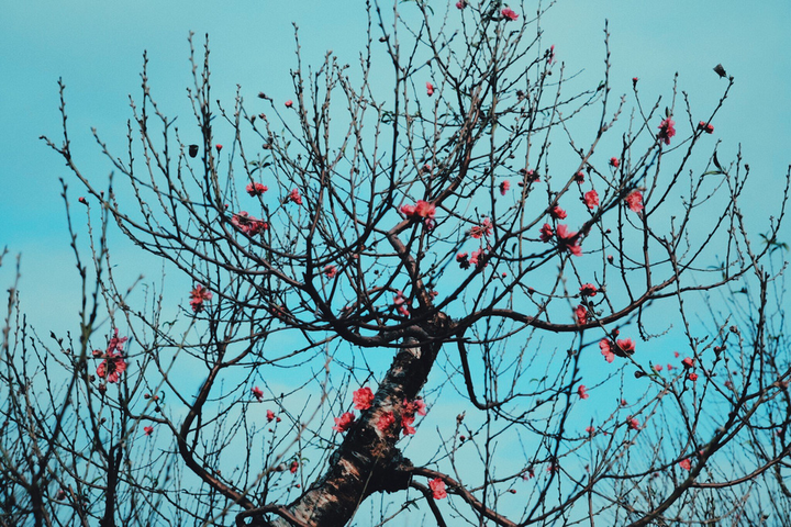 Bí quyết chọn đào 'bách trúng' cho dịp Tết Nguyên đán 2020 - 2