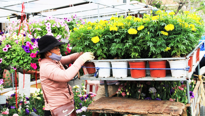 Trăm hoa khoe sắc Xuân giữa lòng phố cổ Hội An - 3