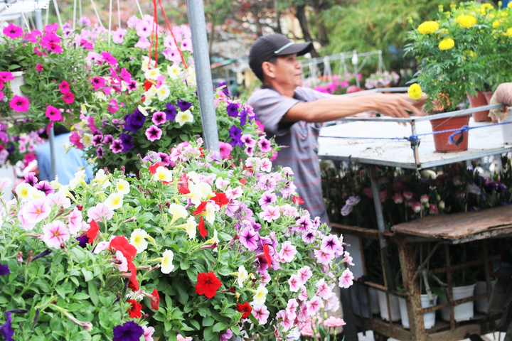 Trăm hoa khoe sắc Xuân giữa lòng phố cổ Hội An - 7