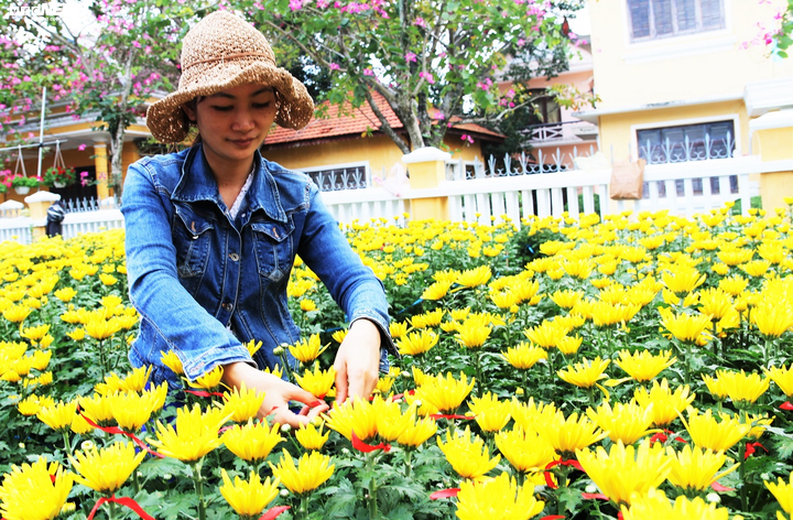 Trăm hoa khoe sắc Xuân giữa lòng phố cổ Hội An - 6