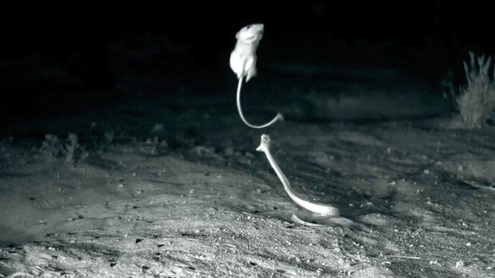 Video: Chuột 'tung cước' đá rắn chuông kịch độc theo phong cách ninja - 1