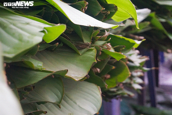 Độc đáo khu chợ bán hơn nửa triệu lá dong mỗi ngày - 4