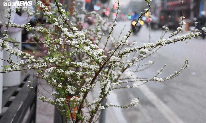 Săn hoa lạ chơi Tết thay đào, mai - 2
