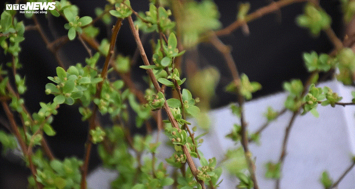 Săn hoa lạ chơi Tết thay đào, mai - 6