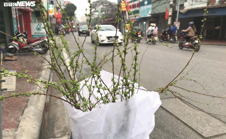 Săn hoa lạ chơi Tết thay đào, mai - 9