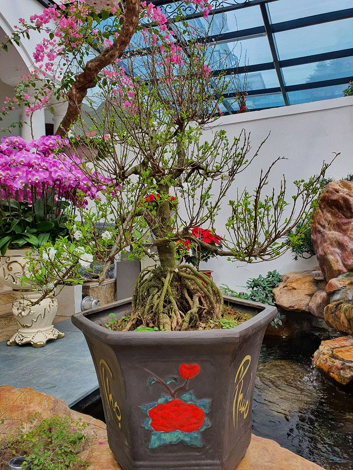 Đàm Vĩnh Hưng và loạt sao Việt trang trí nhà cửa đẹp mắt đón Tết Canh Tý - 6