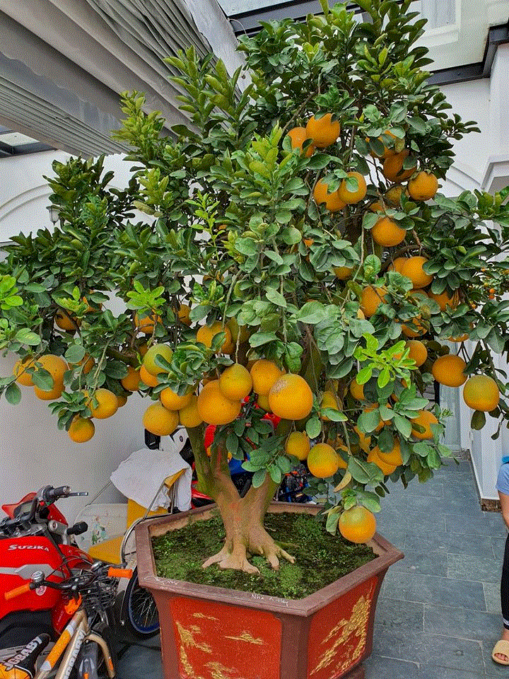 Đàm Vĩnh Hưng và loạt sao Việt trang trí nhà cửa đẹp mắt đón Tết Canh Tý - 7