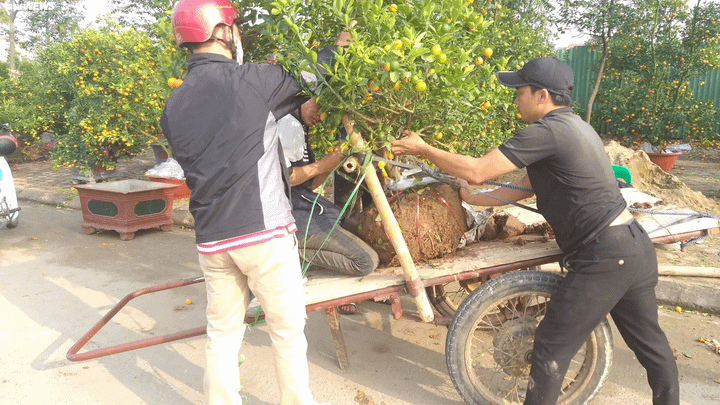 Chở cây cảnh thuê dịp Tết, dân Hà Tĩnh kiếm tiền triệu mỗi ngày - 2