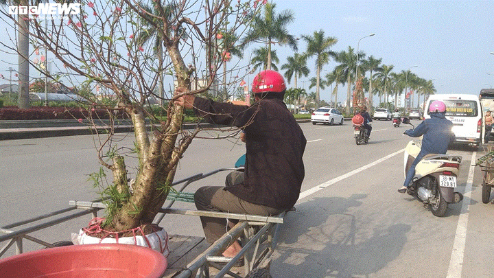 Chở cây cảnh thuê dịp Tết, dân Hà Tĩnh kiếm tiền triệu mỗi ngày - 3